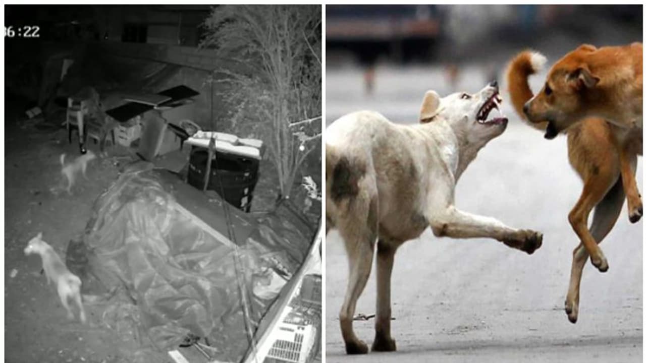 തെരുവ് നായ്ക്കൾ കടിച്ചു കൊന്നത് എട്ട് ആടുകളെയും 17 കോഴികളെയും; കണ്ണീരണിഞ്ഞ് കുടുംബം തെരുവ് നായ്ക്കൾ കടിച്ചു കൊന്നത് എട്ട് ആടുകളെയും 17 കോഴികളെയും; കണ്ണീരണിഞ്ഞ് കുടുംബം