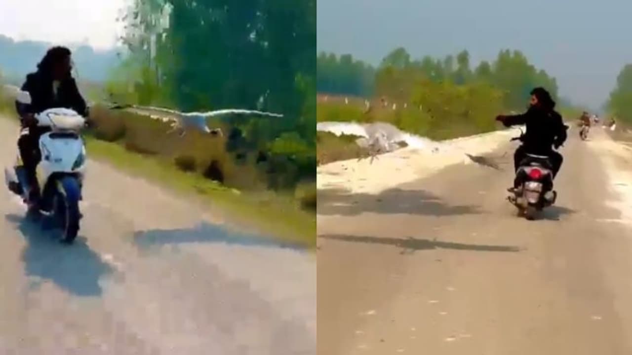 യുവാവുമായി ചങ്ങാത്തത്തിലായി കൊക്ക്; വീഡിയോ വൈറലാകുന്നു