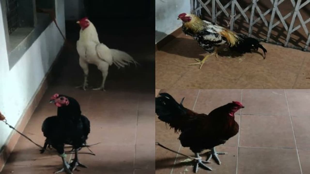 പാലക്കാട്ട് കോഴിപ്പോര് നടത്തിയ ഏഴ് പേർ അറസ്റ്റിൽ: 'കോഴികളും കസ്റ്റഡിയിൽ' പാലക്കാട്ട് കോഴിപ്പോര് നടത്തിയ ഏഴ് പേർ അറസ്റ്റിൽ: 'കോഴികളും കസ്റ്റഡിയിൽ'