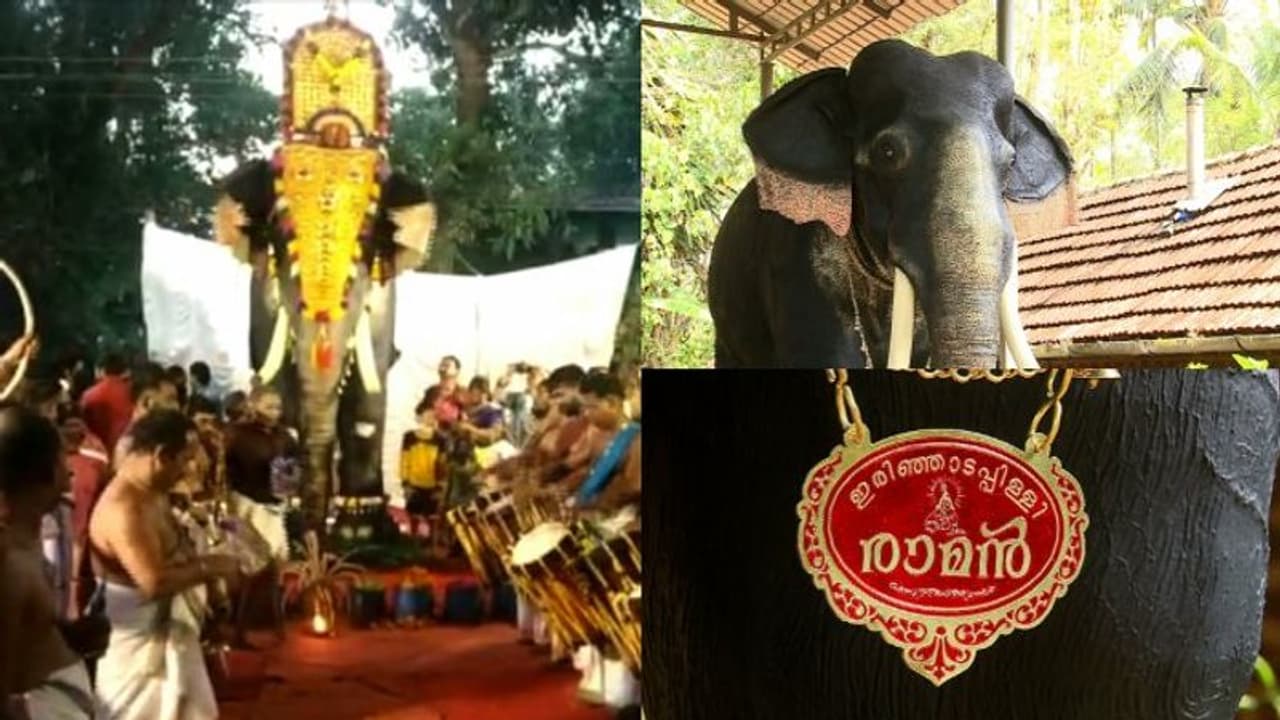 പൂരപ്പറമ്പിലേക്ക് റോബോട്ട് ആനയുടെ അരങ്ങേറ്റം: ഇരിഞ്ഞാടപ്പള്ളി ഉത്സവത്തിന് തിടമ്പേറ്റി റോബോട്ട് കൊമ്പൻ രാമൻ പൂരപ്പറമ്പിലേക്ക് റോബോട്ട് ആനയുടെ അരങ്ങേറ്റം: ഇരിഞ്ഞാടപ്പള്ളി ഉത്സവത്തിന് തിടമ്പേറ്റി റോബോട്ട് കൊമ്പൻ രാമൻ