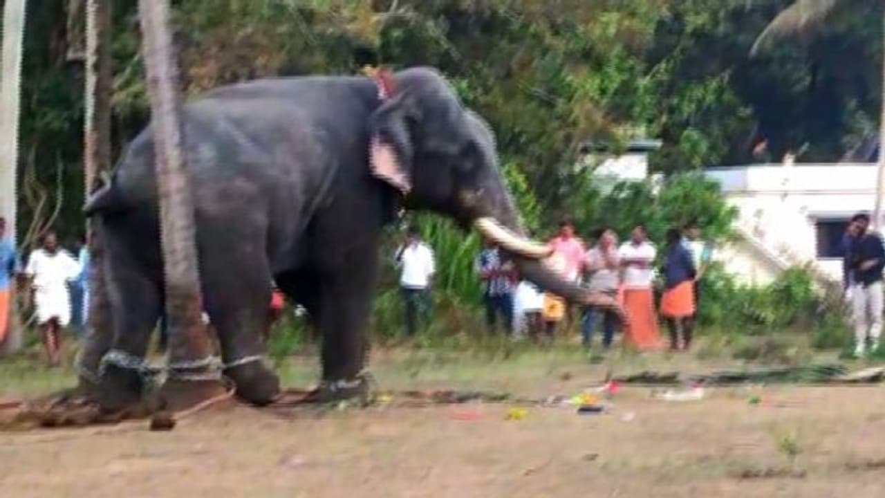 കൊടുങ്ങല്ലൂരിൽ ക്ഷേത്രോത്സവത്തിനിടെ ആനയിടഞ്ഞു കൊടുങ്ങല്ലൂരിൽ ക്ഷേത്രോത്സവത്തിനിടെ ആനയിടഞ്ഞു
