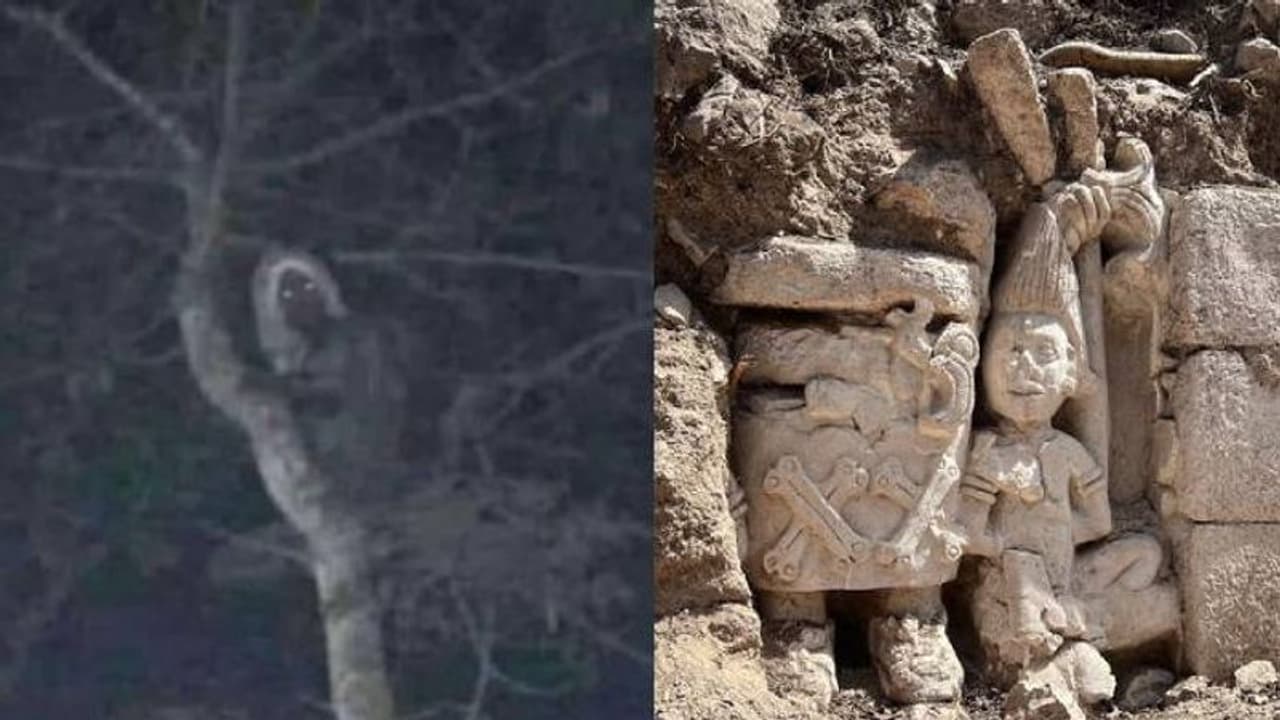 ദേ മരത്തിലൊരു ഭീകരസ്വത്വം, ഇത് അല്യൂക്സ് തന്നെ, വൈറലായി മെക്സിക്കൻ പ്രസിഡണ്ടിന്റെ ട്വീറ്റ്