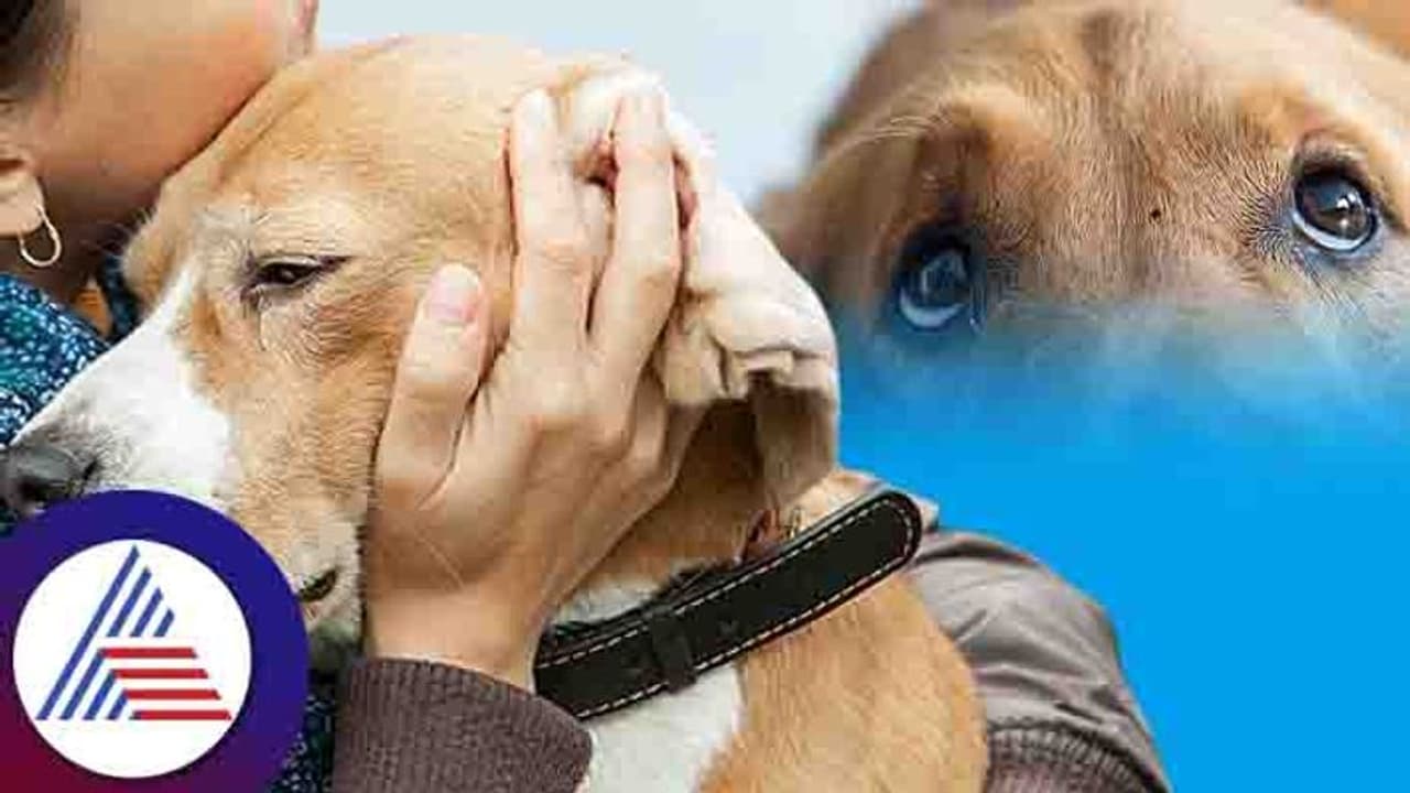 Real Story: ಸಾಕುನಾಯಿ ಸತ್ತು 9 ತಿಂಗಳಾದ್ರೂ ನೋವು ಮರೆಯೋಕಾಗ್ತಿಲ್ಲ! Real Story: ಸಾಕುನಾಯಿ ಸತ್ತು 9 ತಿಂಗಳಾದ್ರೂ ನೋವು ಮರೆಯೋಕಾಗ್ತಿಲ್ಲ!