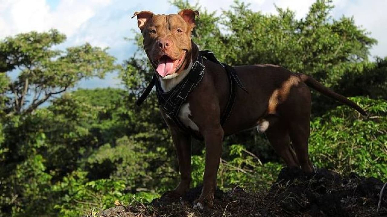 നായ കടിച്ചുകീറി, ആറ് വയസുകാരിക്ക് 1000 തുന്നലുകൾ, ഇനി ഒരിക്കലും ചിരിക്കാനാവില്ല