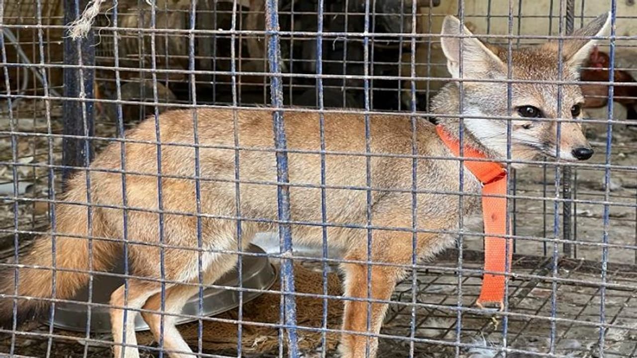 ತುಮಕೂರು: ಅದೃಷ್ಟಕ್ಕಾಗಿ ಕೋಳಿ ಫಾರಂನಲ್ಲಿ ನರಿ ಸಾಕಿ ಜೈಲು ಸೇರಿದ..!