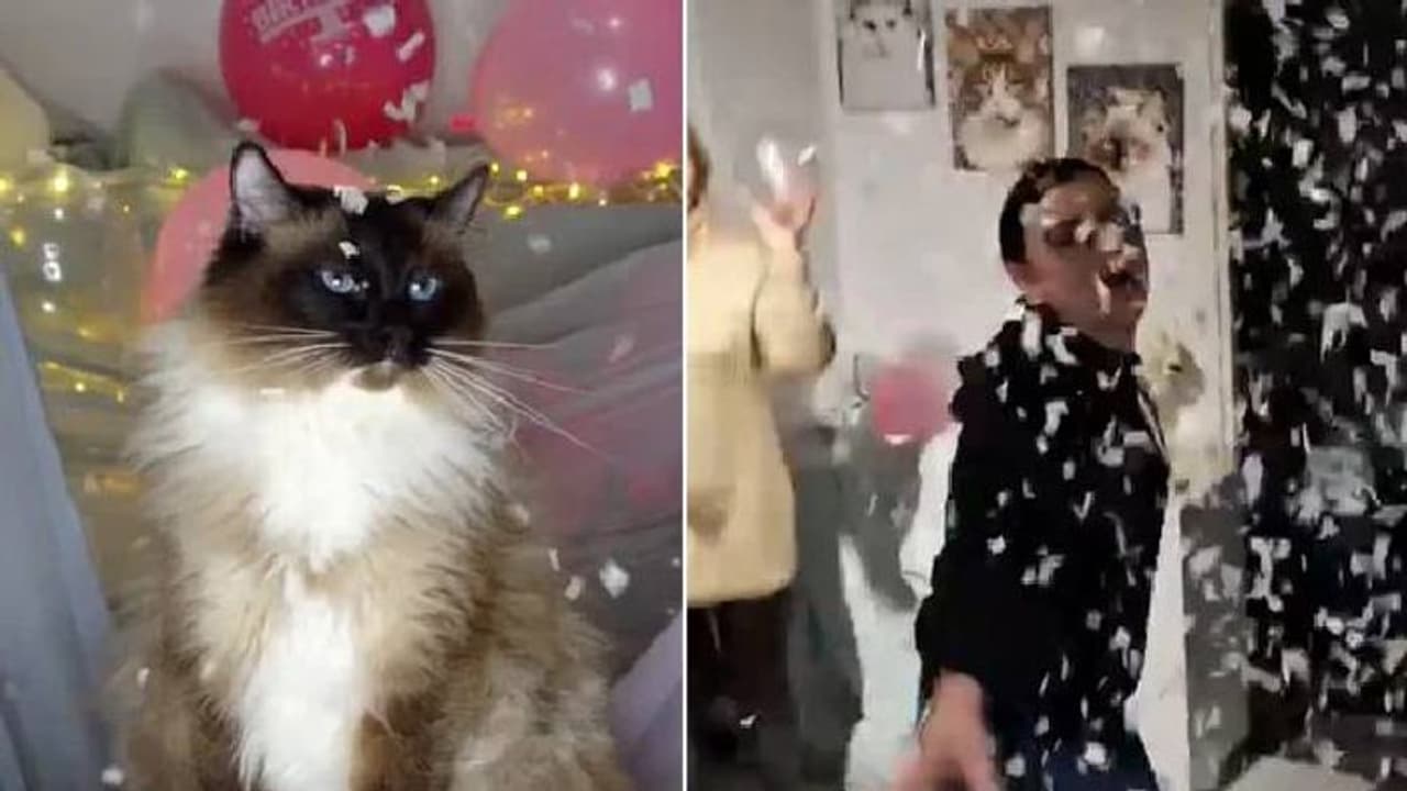 പൂച്ചയ്ക്ക് സർപ്രൈസ് ബർത്ത്ഡേ‍ പാർട്ടി; വീഡിയോ കണ്ട് അമ്പരന്ന് സോഷ്യൽ മീഡിയ