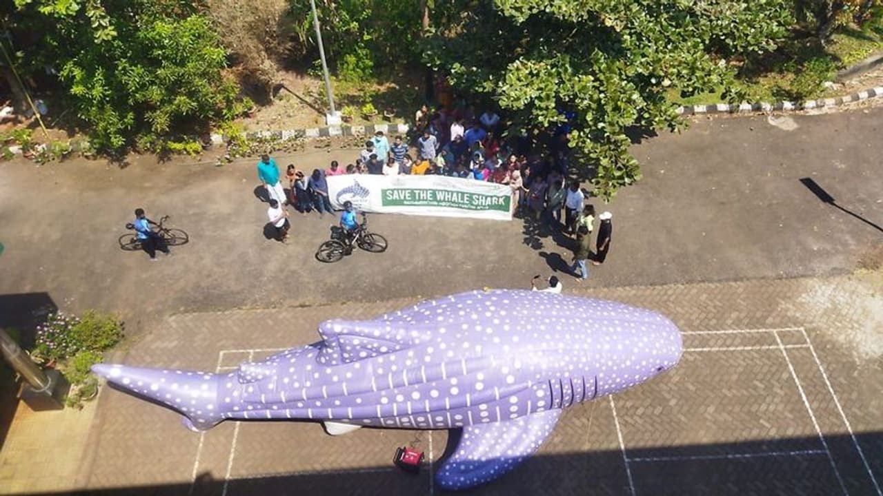 തിമിംഗല സ്രാവുകളുടെ രക്ഷയ്ക്ക് 560 കിലോമീറ്റര് സൈക്കിള് യജ്ഞം പൂര്ത്തിയാക്കി ഡബ്യുടിഐ തിമിംഗല സ്രാവുകളുടെ രക്ഷയ്ക്ക് 560 കിലോമീറ്റര് സൈക്കിള് യജ്ഞം പൂര്ത്തിയാക്കി ഡബ്യുടിഐ