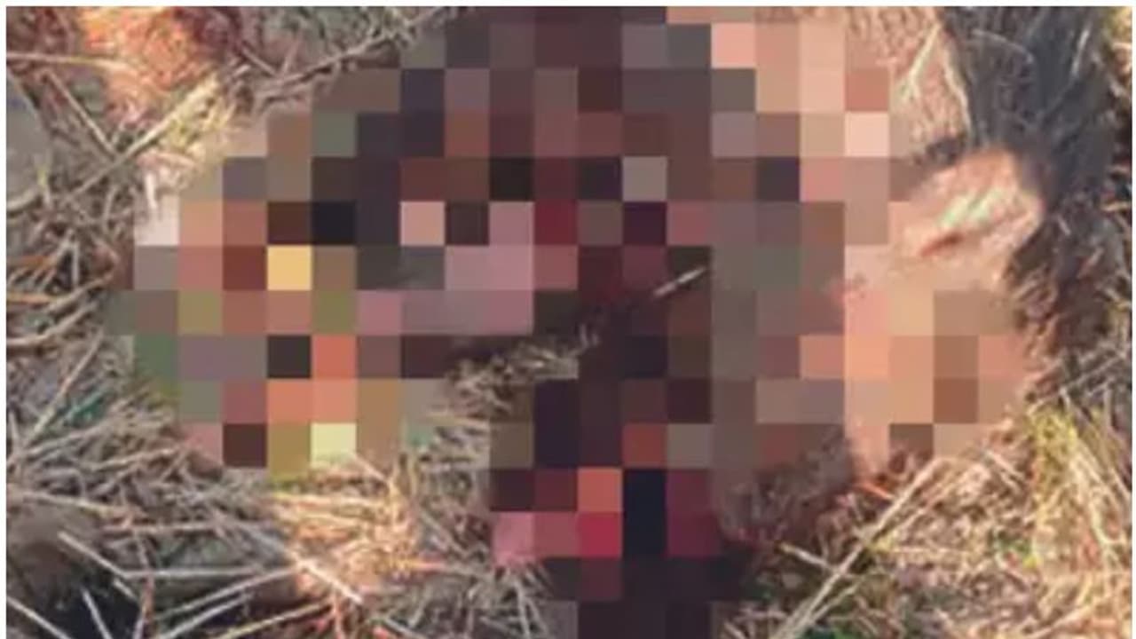 ഭീമാകാരനായ കാട്ടുപന്നി മകളുടെ നേര്ക്കെത്തി; ജീവൻ കൊടുത്ത് അവസാന ശ്വാസം വരെ പോരാടി അമ്മ ഭീമാകാരനായ കാട്ടുപന്നി മകളുടെ നേര്ക്കെത്തി; ജീവൻ കൊടുത്ത് അവസാന ശ്വാസം വരെ പോരാടി അമ്മ