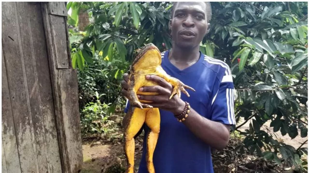 ഭൂമിയിലെ ഏറ്റവും വലിയ തവളയെ സംരക്ഷിക്കാനുള്ള ദൗത്യത്തില് കാമറൂണ് ഭൂമിയിലെ ഏറ്റവും വലിയ തവളയെ സംരക്ഷിക്കാനുള്ള ദൗത്യത്തില് കാമറൂണ്