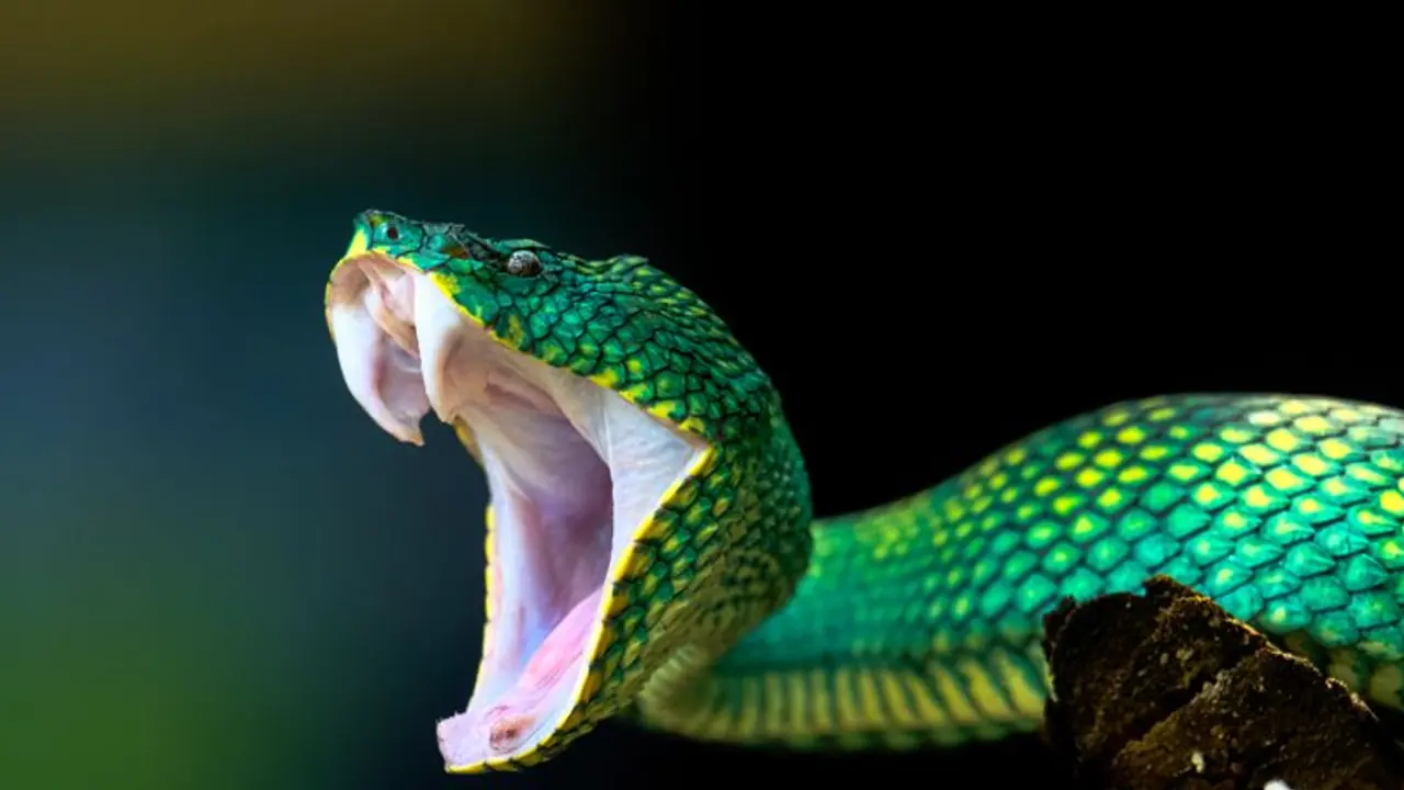 பாம்பு கடித்து இறந்தவர் 15 வருடம் கழித்து உயிருடன் வந்த அதிசயம்!