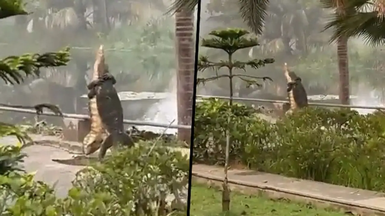Two giant lizards fight while standing, confusing netizens; watch viral video