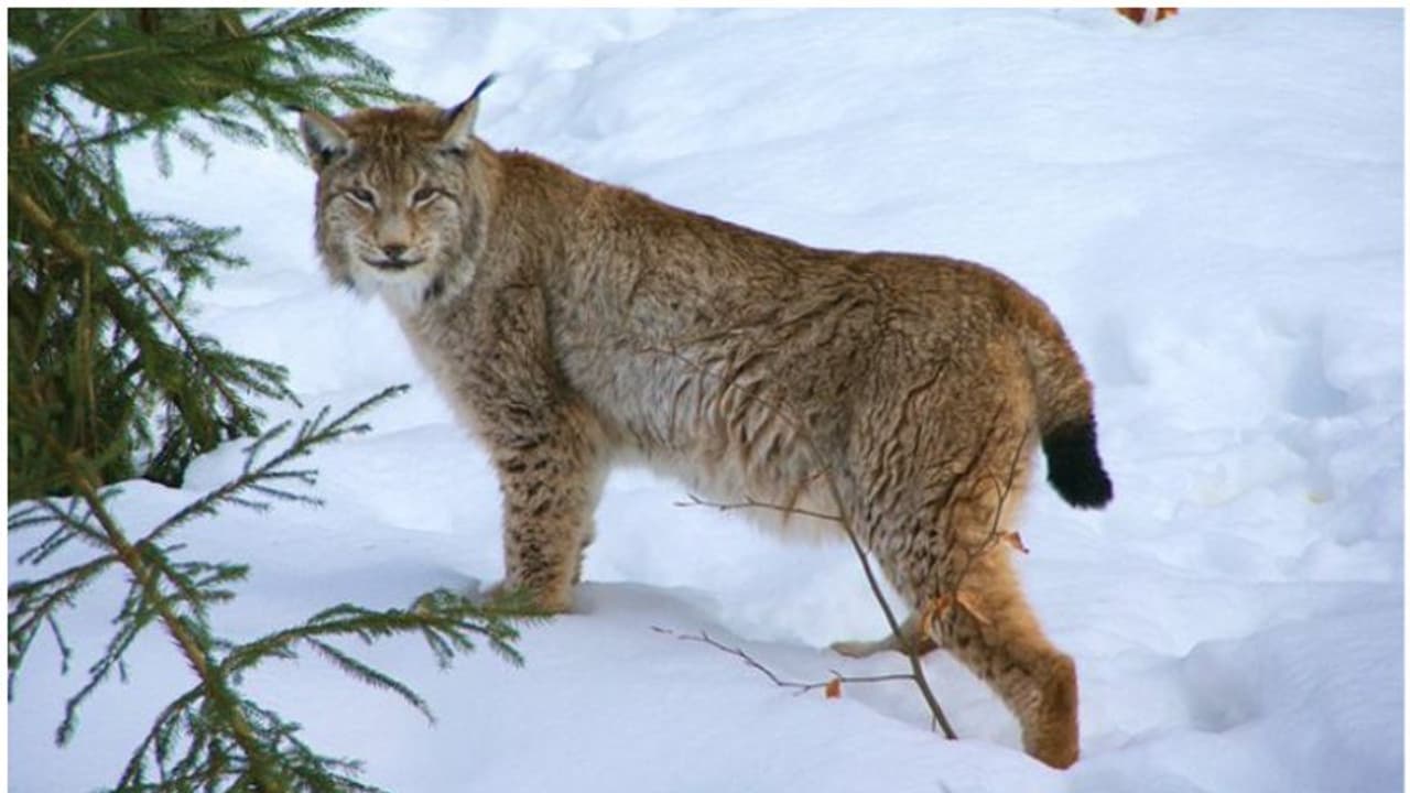 ഇന്ത്യയില് കണ്ടെത്തിയ മനോഹരവും അപൂർവ്വവുമായ ഈ മൃഗമേതെന്ന് അറിയുമോ? ഇന്ത്യയില് കണ്ടെത്തിയ മനോഹരവും അപൂർവ്വവുമായ ഈ മൃഗമേതെന്ന് അറിയുമോ?