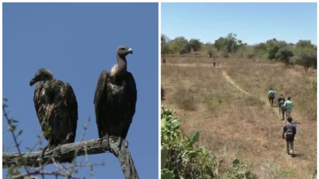 നീലഗിരി വനത്തില് കഴുകന് സര്വ്വെ; എണ്ണമെടുക്കുന്നത് 30 സംഘങ്ങള് നീലഗിരി വനത്തില് കഴുകന് സര്വ്വെ; എണ്ണമെടുക്കുന്നത് 30 സംഘങ്ങള്