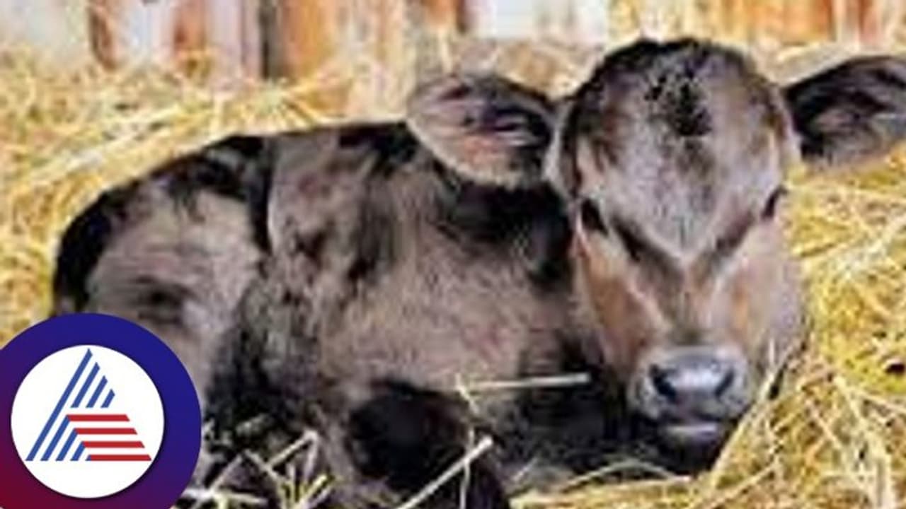 ಎಮ್ಮೆ ಕರುವಿನ ಮೇಲೆ ದಾಳಿ; ಕಿವಿ, ಬಾಯಿ, ಹೊಟ್ಟೆಕಚ್ಚಿ ತಿಂದ ಬೀದಿ ನಾಯಿಗಳ ಗುಂಪು! ಎಮ್ಮೆ ಕರುವಿನ ಮೇಲೆ ದಾಳಿ; ಕಿವಿ, ಬಾಯಿ, ಹೊಟ್ಟೆಕಚ್ಚಿ ತಿಂದ ಬೀದಿ ನಾಯಿಗಳ ಗುಂಪು!