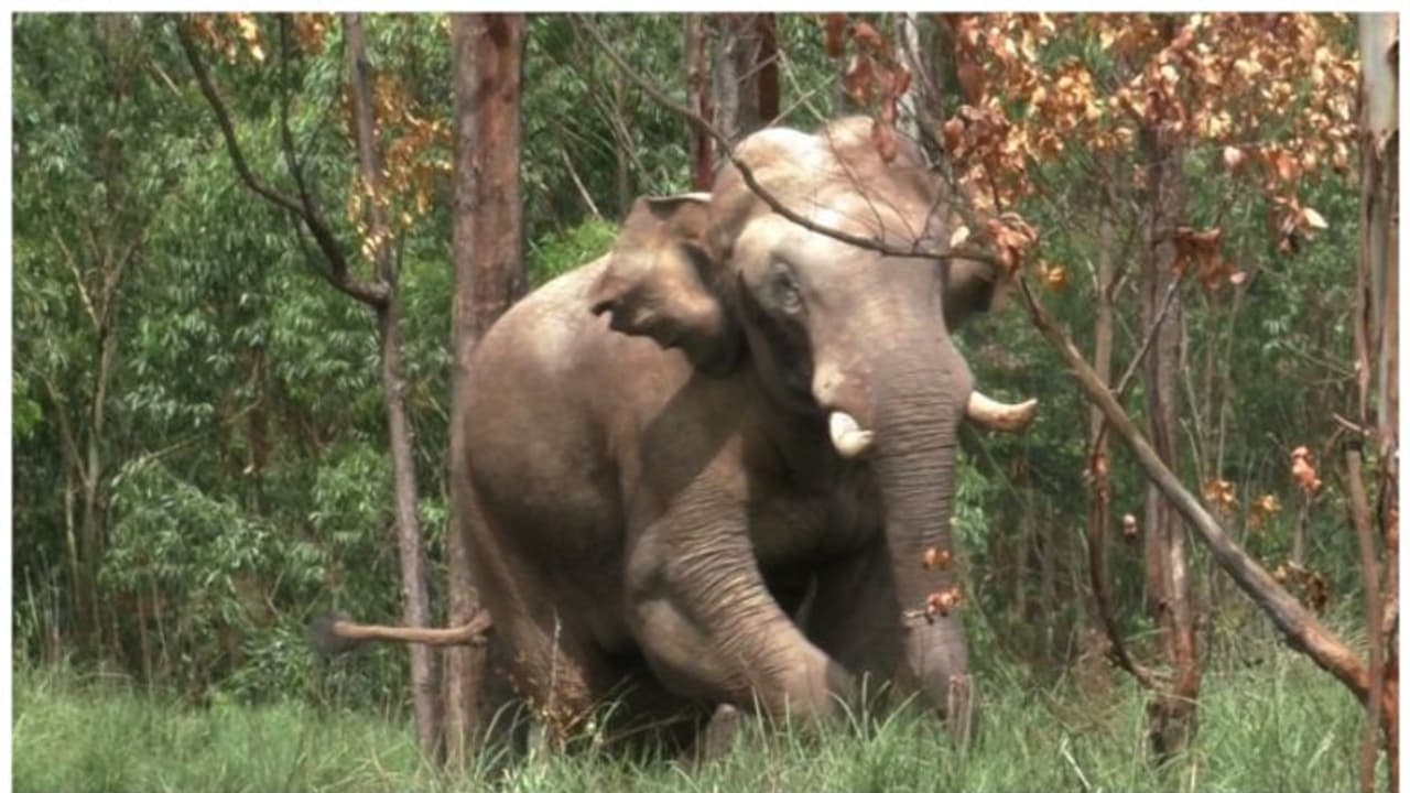 അരിക്കൊമ്പന്‍റെ ആക്രമണം വീണ്ടും; ചിന്നക്കനാൽ 301 കോളനിയിലെ വീട് ഭാഗികമായി തകർത്തു