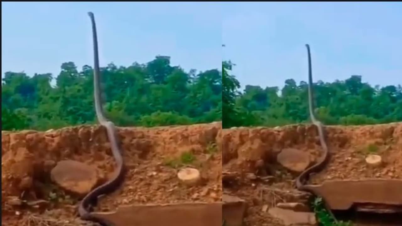 ನೇರವಾಗಿ ನಿಂತ ಹಾವು... ಅಪರೂಪದ ವಿಡಿಯೋ ವೈರಲ್ 