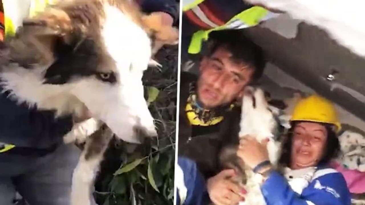 Miraculous! Siberian husky rescued from under Turkey earthquake rubble after 23 days WATCH Miraculous! Siberian husky rescued from under Turkey earthquake rubble after 23 days WATCH