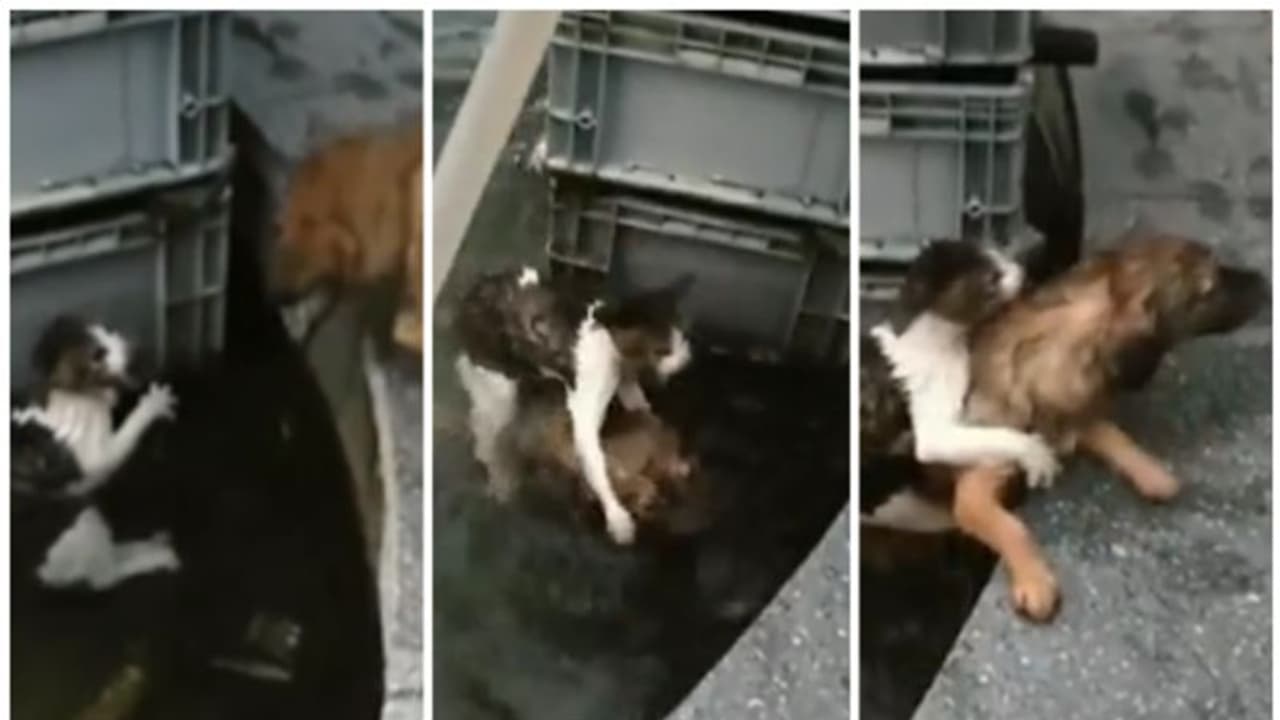 viral video: വെള്ളക്കെട്ടിൽ വീണ പൂച്ചയെ രക്ഷിക്കാൻ ജീവൻ പണയപ്പെടുത്തി നായ; വൈറലായി വീഡിയോ viral video: വെള്ളക്കെട്ടിൽ വീണ പൂച്ചയെ രക്ഷിക്കാൻ ജീവൻ പണയപ്പെടുത്തി നായ; വൈറലായി വീഡിയോ