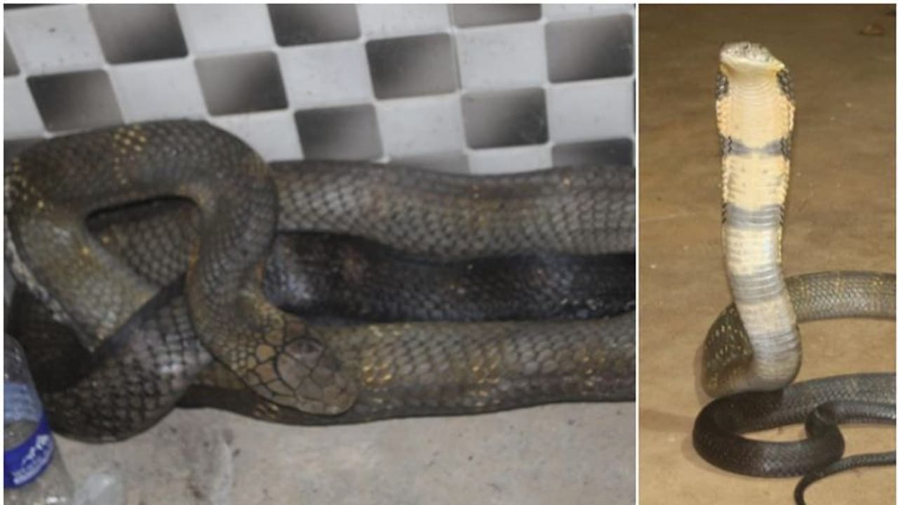 അടുക്കളയിൽ ഭക്ഷണം എടുക്കാൻ പോയ ഭാര്യ നിലവിളിച്ചോടി, കൂളായി ഒരു വമ്പൻ രാജവെമ്പാല; മാനന്തവാടിയിൽ ശേഷം സംഭവിച്ചത് അടുക്കളയിൽ ഭക്ഷണം എടുക്കാൻ പോയ ഭാര്യ നിലവിളിച്ചോടി, കൂളായി ഒരു വമ്പൻ രാജവെമ്പാല; മാനന്തവാടിയിൽ ശേഷം സംഭവിച്ചത്