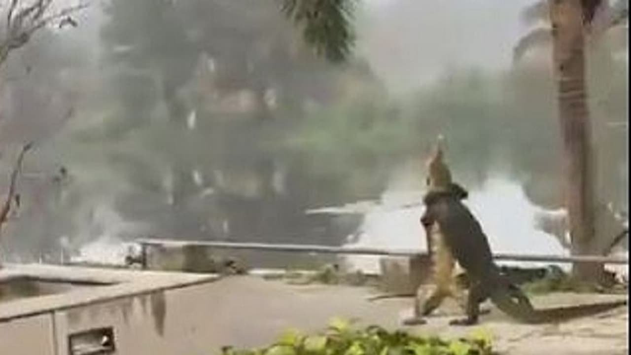 ಐಐಎಂ ಕಲ್ಕತ್ತ ಕ್ಯಾಂಪಸ್‌ನಲ್ಲಿ ವಿದ್ಯಾರ್ಥಿಗಳು.. ಅಲ್ಲಲ್ಲ.. ದೈತ್ಯ ಹಲ್ಲಿಗಳ ಕಾದಾಟ..! ವಿಡಿಯೋ ವೈರಲ್‌.. 