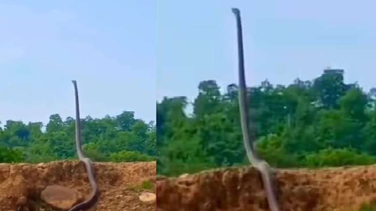 ஆளுயரத்திற்கு எழுந்து நின்று படமெடுத்த ராஜநாகம்… இணையத்தில் வைரலாகும் வீடியோ!! ஆளுயரத்திற்கு எழுந்து நின்று படமெடுத்த ராஜநாகம்… இணையத்தில் வைரலாகும் வீடியோ!!