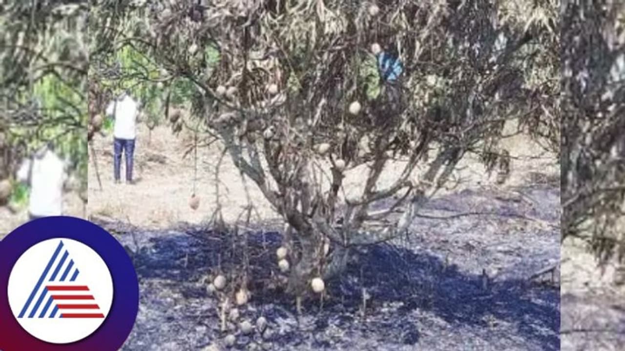 ಅರಣ್ಯ ಇಲಾಖೆ ಸಿಬ್ಬಂದಿ ಎಡವಟ್ಟು: ಫೈರ್ಲೈನ್ ರೂಪಿಸಲು ಹಚ್ಚಿದ ಬೆಂಕಿಗೆ ರೈತನ ತೋಟ ಸುಟ್ಟು ಭಸ್ಮ ಅರಣ್ಯ ಇಲಾಖೆ ಸಿಬ್ಬಂದಿ ಎಡವಟ್ಟು: ಫೈರ್ಲೈನ್ ರೂಪಿಸಲು ಹಚ್ಚಿದ ಬೆಂಕಿಗೆ ರೈತನ ತೋಟ ಸುಟ್ಟು ಭಸ್ಮ