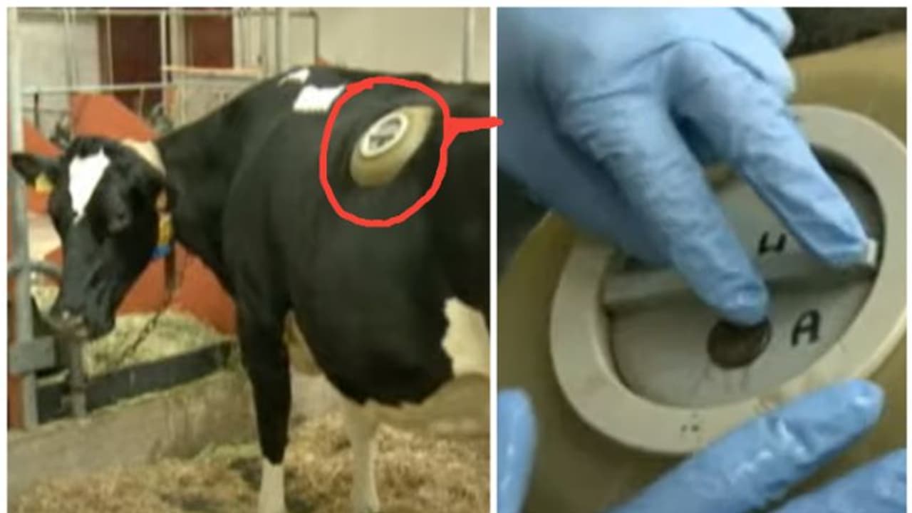 ഈ രാജ്യത്തെ ക്ഷീരകര്ഷകര് പശുക്കളുടെ വയറ്റില് പ്രത്യേക ദ്വാരം ഉണ്ടാക്കുന്നതെന്തിന്? ഈ രാജ്യത്തെ ക്ഷീരകര്ഷകര് പശുക്കളുടെ വയറ്റില് പ്രത്യേക ദ്വാരം ഉണ്ടാക്കുന്നതെന്തിന്?