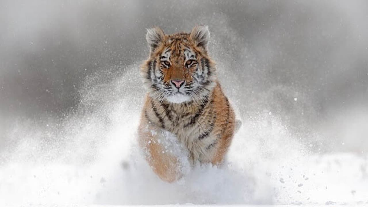 world wilde life day best tiger reserves and national parks of india2 world wilde life day best tiger reserves and national parks of india2