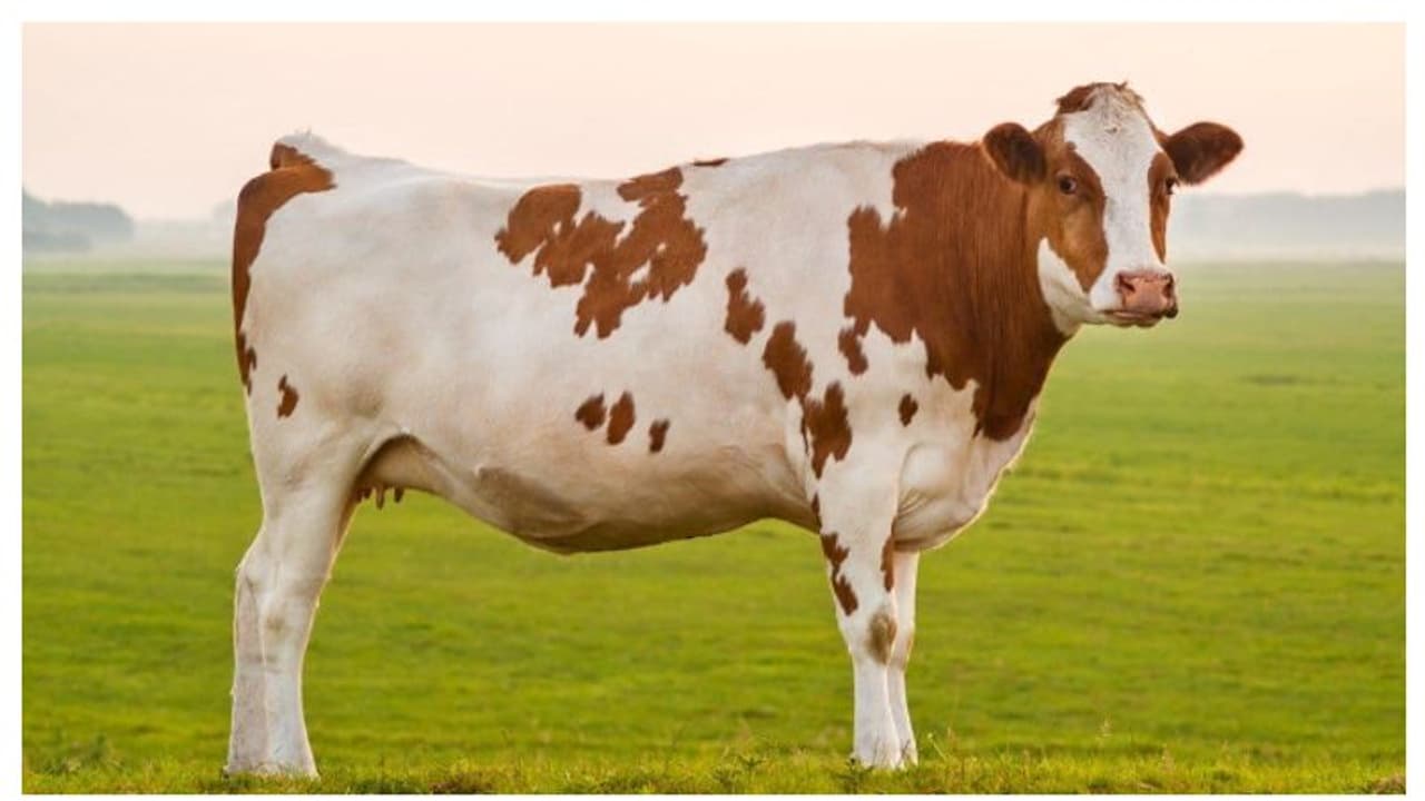 ഇടപെടാൻ കഴിയില്ല; കൗ ഹഗ് ഡേ പിൻവലിച്ചതിനെതിരെ നൽകിയ ഹർജി കോടതി തള്ളി ഇടപെടാൻ കഴിയില്ല; കൗ ഹഗ് ഡേ പിൻവലിച്ചതിനെതിരെ നൽകിയ ഹർജി കോടതി തള്ളി