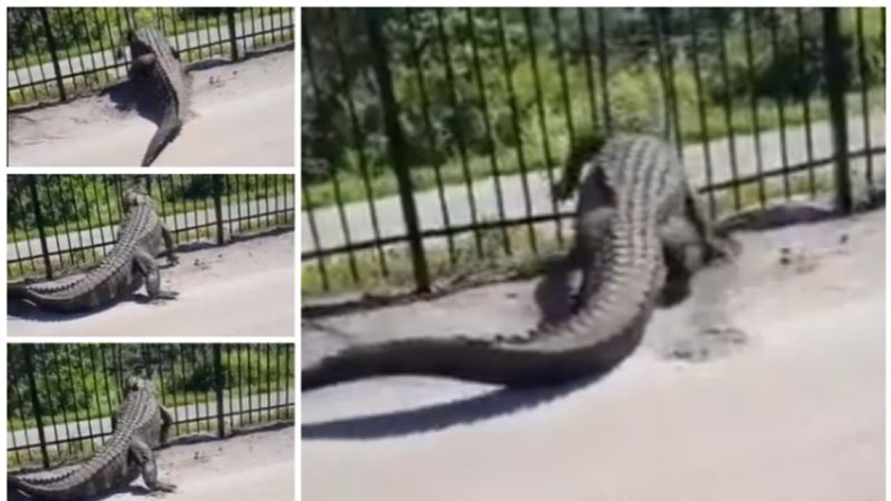 Viral Video: 'ഇതൊക്കെ എന്ത്?'; ഇരുമ്പ് വേലി നിഷ്പ്രയാസം പൊളിച്ച് കളയുന്ന മുതലയുടെ വീഡിയോ വൈറല്! Viral Video: 'ഇതൊക്കെ എന്ത്?'; ഇരുമ്പ് വേലി നിഷ്പ്രയാസം പൊളിച്ച് കളയുന്ന മുതലയുടെ വീഡിയോ വൈറല്!