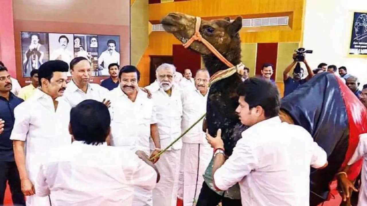 M K Stalin Camel: முதல்வருக்கு பரிசளித்த ஒட்டகத்தின் கதி இதுதானா! விலங்கின ஆர்வலர்கள் கவலை