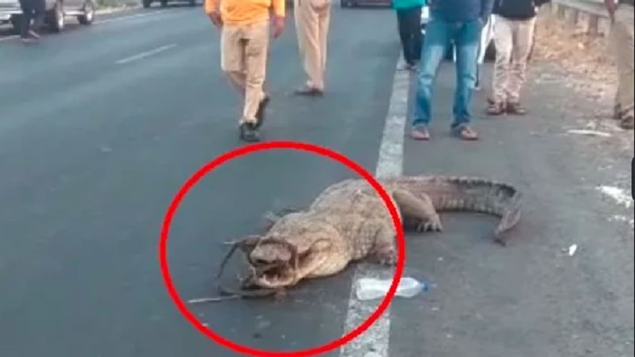 ವಿಜಯಪುರ: ರಾಷ್ಟ್ರೀಯ ಹೆದ್ದಾರಿ ಬಳಿ ಹಗ್ಗ ಕಟ್ಟಿರುವ ಸ್ಥಿತಿಯಲ್ಲಿ ಮೊಸಳೆ ಪತ್ತೆ ವಿಜಯಪುರ: ರಾಷ್ಟ್ರೀಯ ಹೆದ್ದಾರಿ ಬಳಿ ಹಗ್ಗ ಕಟ್ಟಿರುವ ಸ್ಥಿತಿಯಲ್ಲಿ ಮೊಸಳೆ ಪತ್ತೆ