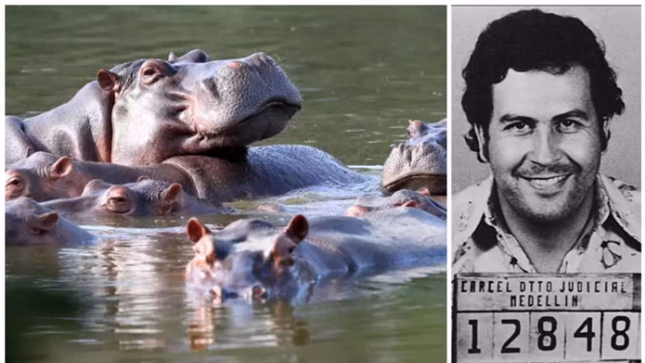 പെറ്റുപെരുകി 'കൊക്കെയ്ൻ ഹിപ്പോകൾ', പ്രതിസന്ധിയിൽ കൊളംബിയ, തെരുവുകളടക്കം കയ്യടക്കി എസ്കോബാറിന്റെ ഹിപ്പോകൾ