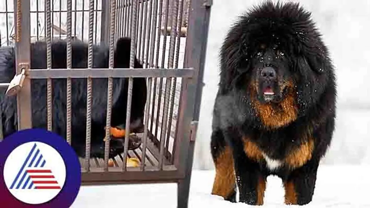 Viral News: ಎರಡು ವರ್ಷದಿಂದ ನಾಯಿ ಅಂದ್ಕೊಂಡು ಕರಡಿ ಸಾಕಿದ್ರು! Viral News: ಎರಡು ವರ್ಷದಿಂದ ನಾಯಿ ಅಂದ್ಕೊಂಡು ಕರಡಿ ಸಾಕಿದ್ರು!