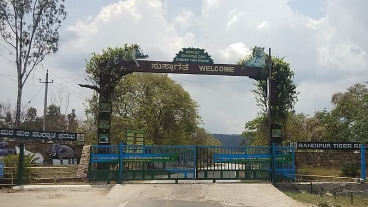 ಬಂಡೀಪುರ ರಾಷ್ಟ್ರೀಯ ಉದ್ಯಾನವನದಲ್ಲಿ 40 ಕೋಟಿ ರು. ಭ್ರಷ್ಟಾಚಾರ ಆರೋಪ: ತನಿಖೆಗೆ ಪಿಸಿಸಿಎಫ್ ಆದೇಶ ಬಂಡೀಪುರ ರಾಷ್ಟ್ರೀಯ ಉದ್ಯಾನವನದಲ್ಲಿ 40 ಕೋಟಿ ರು. ಭ್ರಷ್ಟಾಚಾರ ಆರೋಪ: ತನಿಖೆಗೆ ಪಿಸಿಸಿಎಫ್ ಆದೇಶ
