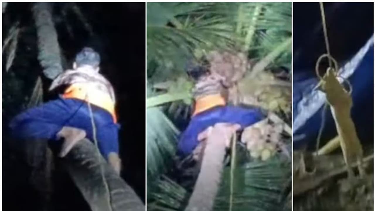 നാല് ദിവസമായി കാണാനില്ല; 35 അടിയോളം പൊക്കമുള്ള തെങ്ങിൻ മുകളിൽ കരച്ചില്‍, ഒടുവില്‍ പൂച്ചയെ താഴെയെത്തിച്ചു
