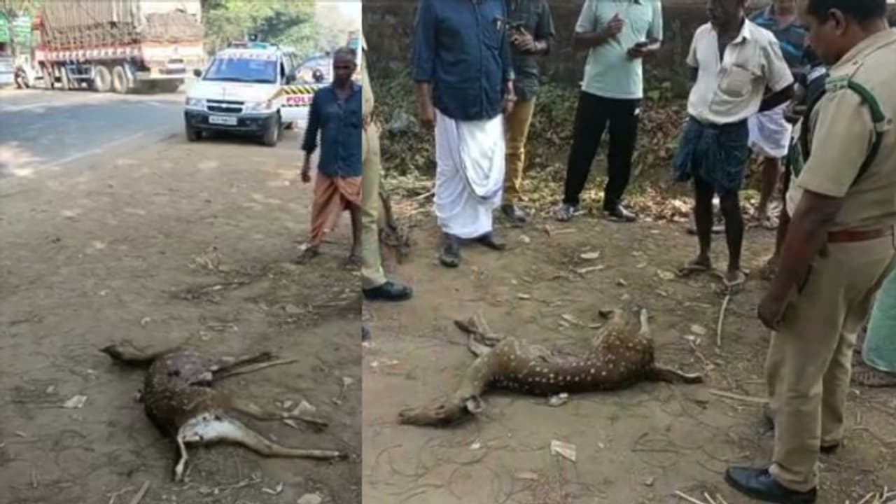 പെരുമ്പാവൂരിൽ പുള്ളിമാൻ ചത്തനിലയിൽ: വാഹനമിടിച്ച് ചത്തതെന്ന് സംശയം പെരുമ്പാവൂരിൽ പുള്ളിമാൻ ചത്തനിലയിൽ: വാഹനമിടിച്ച് ചത്തതെന്ന് സംശയം