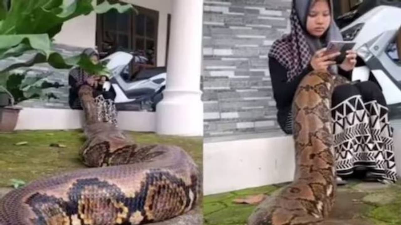 Viral video : യുവതിയുടെ മടിയിൽ കൂറ്റൻ പെരുമ്പാമ്പ്, വൈറലായി ഭയപ്പെടുത്തുന്ന വീഡിയോ Viral video : യുവതിയുടെ മടിയിൽ കൂറ്റൻ പെരുമ്പാമ്പ്, വൈറലായി ഭയപ്പെടുത്തുന്ന വീഡിയോ