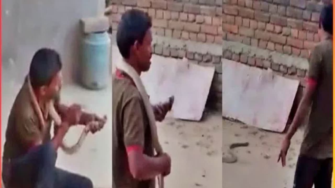 Bihar Snake Kiss Video: மதுபோதையில் விஷப் பாம்பை கையில் பிடித்து முத்தமிட்ட இளைஞர் பலி Bihar Snake Kiss Video: மதுபோதையில் விஷப் பாம்பை கையில் பிடித்து முத்தமிட்ட இளைஞர் பலி