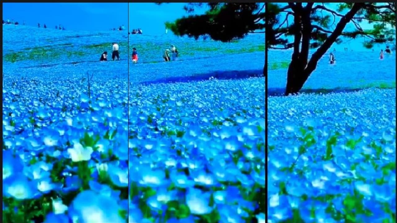 ಇಡೀ ಬೆಟ್ಟಕ್ಕೆ ಆಕಾಶನೀಲಿಯ ರಂಗು ನೀಡಿದ ಹೂಗಳು... ವಿಡಿಯೋ ನೋಡಿ