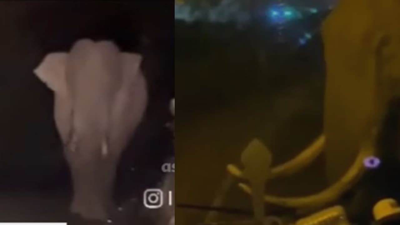 നടുറോഡില്‍ കെഎസ്ആര്‍ടിസി ബസ് തടഞ്ഞു, സൈഡ് ഗ്ലാസ് പൊട്ടിച്ചു; മൂന്നാറില്‍ പടയപ്പയുടെ പരാക്രമം