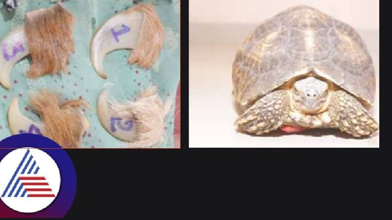 ಹುಲಿ ಉಗುರು, ನಕ್ಷತ್ರ ಆಮೆ ಮಾರಾಟಕ್ಕೆ ಯತ್ನ: ಇಬ್ಬರ ಬಂಧನ 