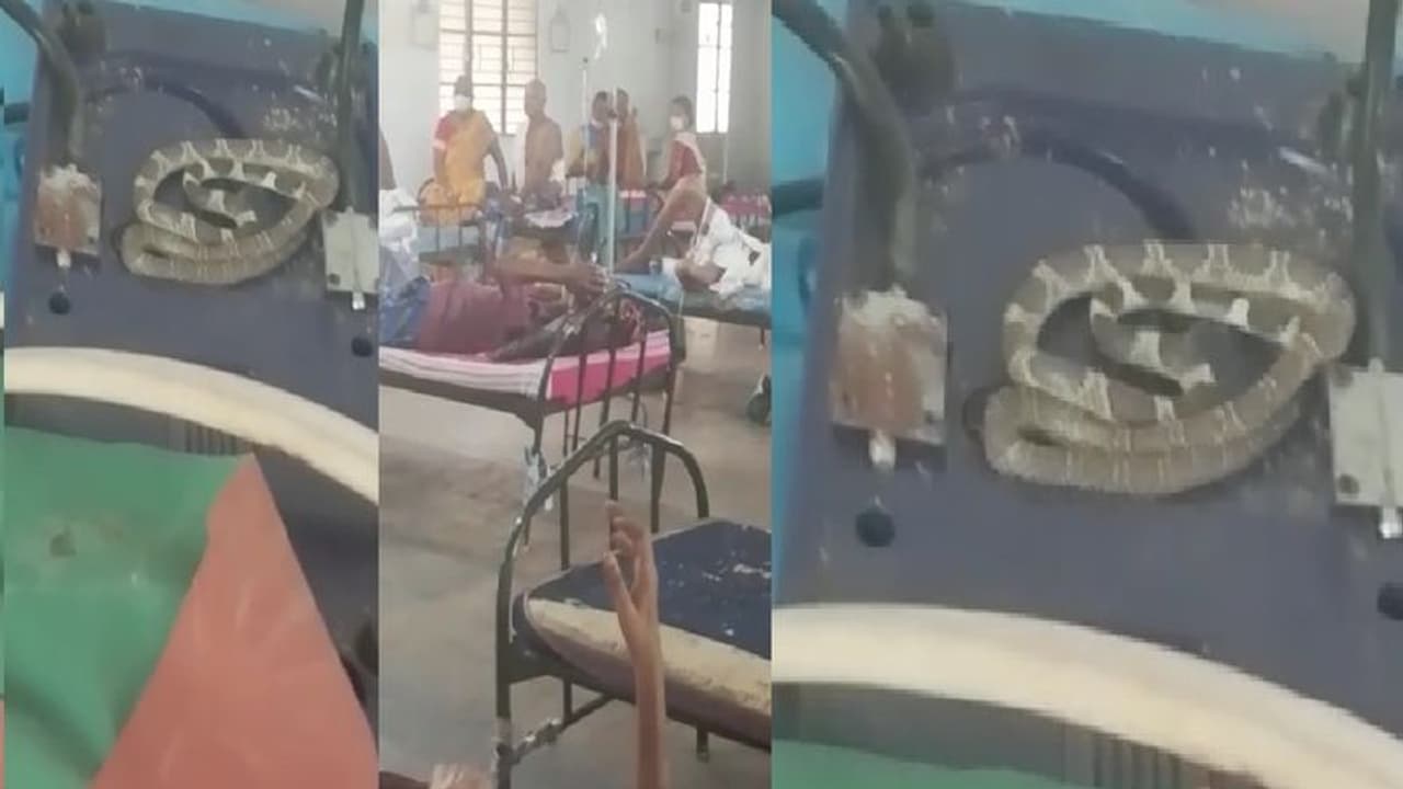 ஆசாரிப்பள்ளம் அரசு மருத்துவமனைக்குள் புகுந்த நல்ல பாம்பு... இணையத்தில் வீடியோ வைரலானதால் பரபரப்பு!!