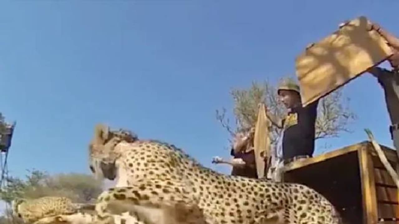 സ്വാതന്ത്ര്യത്തിലേക്ക്; മൃഗങ്ങളെയും പക്ഷികളെയും കാട്ടിൽ സ്വതന്ത്രമാക്കുന്നതിന്റെ വീഡിയോ വൈറൽ