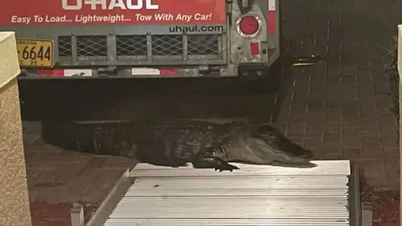 ശബ്ദം കേട്ട് വാതിൽ തുറന്നപ്പോൾ മുറ്റത്തൊരു മുതല; പിന്നീട് സംഭവിച്ചത്