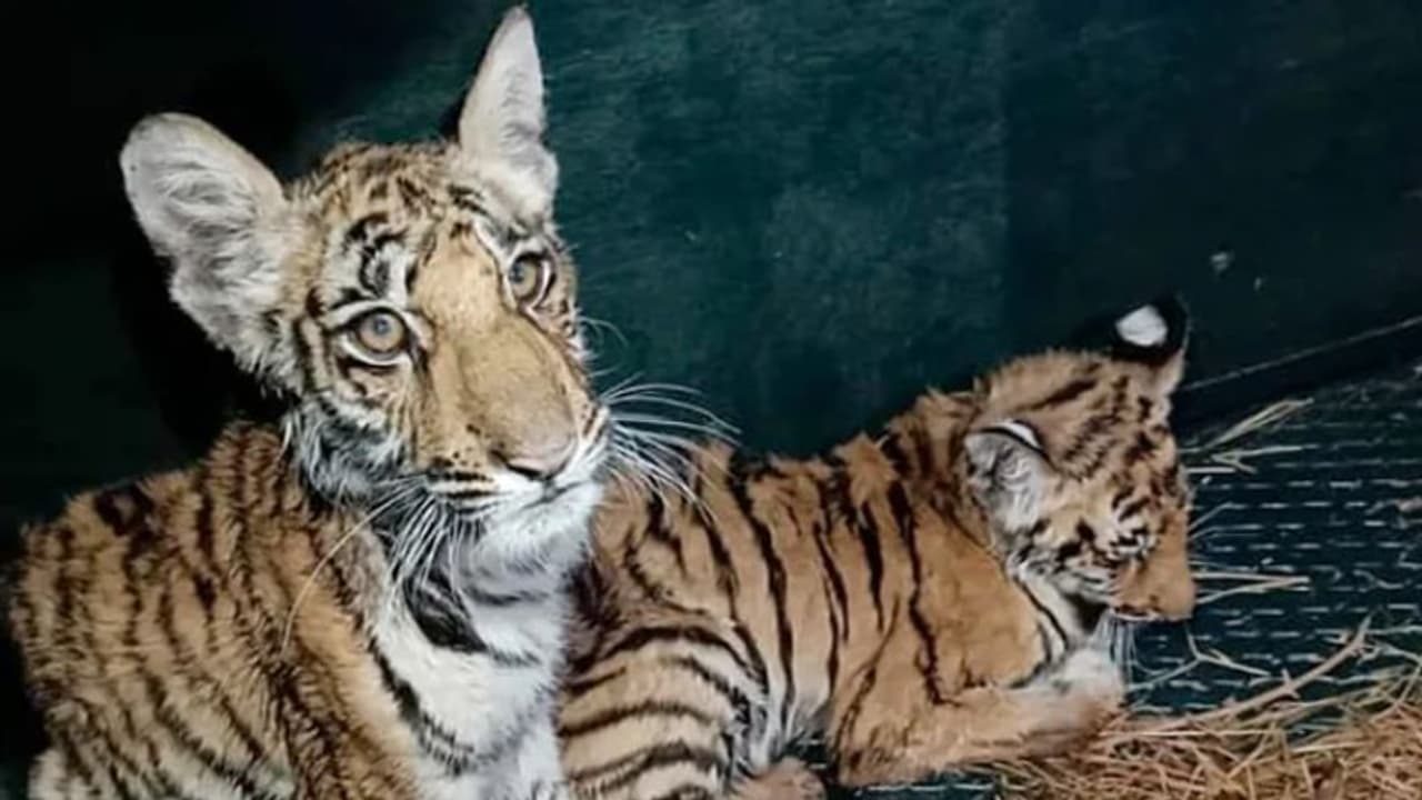 വീട്ടുവളപ്പില്‍ കടുവക്കുഞ്ഞുങ്ങള്‍; അത്ഭുതത്തോടെ ഗ്രാമത്തിലുള്ളവര്‍ വീഡിയോ