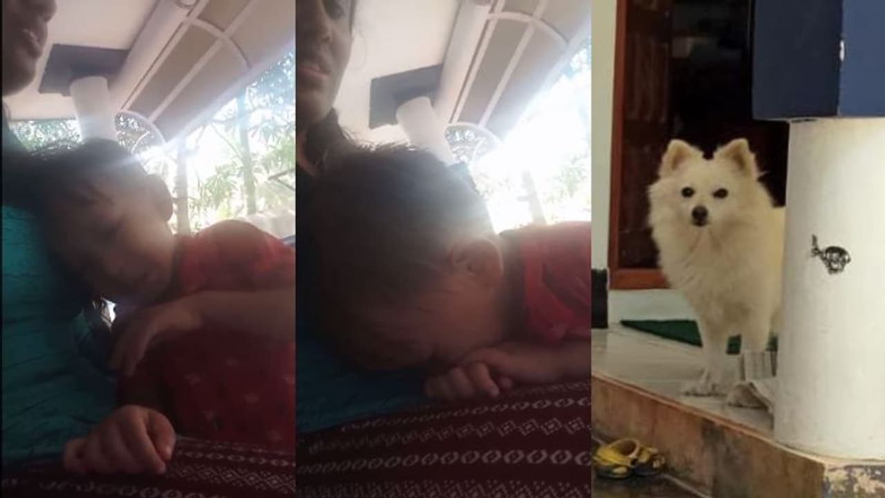 'റൂബി ചത്ത് പോയി അമ്മേ'; പൊട്ടിക്കരയുന്ന മൂന്നുവയസുകാരന്‍ ആരെയും സങ്കടപ്പെടുത്തും