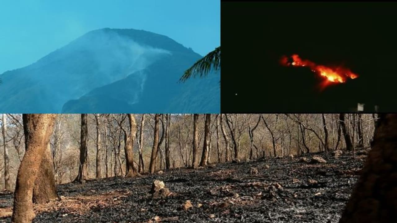 താപനില 40 ഡിഗ്രീക്ക് മുകളിൽ: ചുട്ടുപൊള്ളി പാലക്കാട്. ഭീഷണിയായി കാട്ടുതീ 