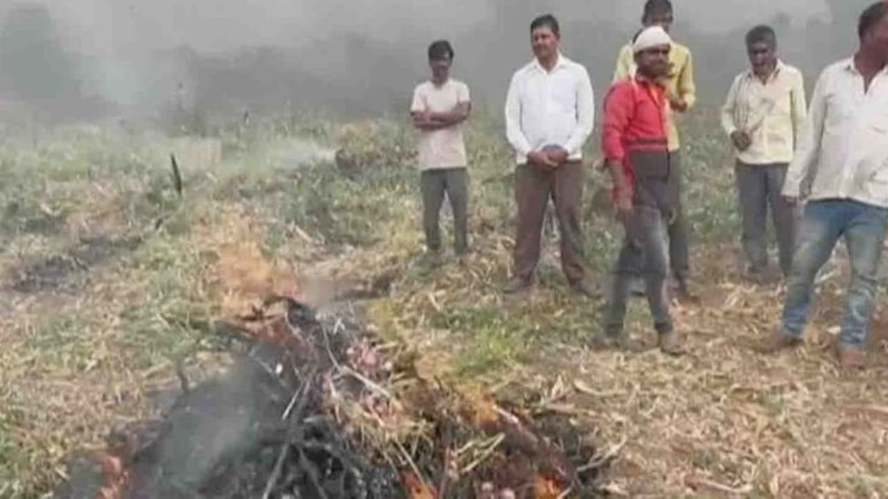 ഉള്ളിക്ക് വിലയിടിഞ്ഞു, ഒന്നരയേക്കർ പാടം കത്തിച്ച് കർഷകൻ; മുഖ്യമന്ത്രിക്ക് ചോരകൊണ്ടെഴുതിയ കത്ത് ഉള്ളിക്ക് വിലയിടിഞ്ഞു, ഒന്നരയേക്കർ പാടം കത്തിച്ച് കർഷകൻ; മുഖ്യമന്ത്രിക്ക് ചോരകൊണ്ടെഴുതിയ കത്ത്