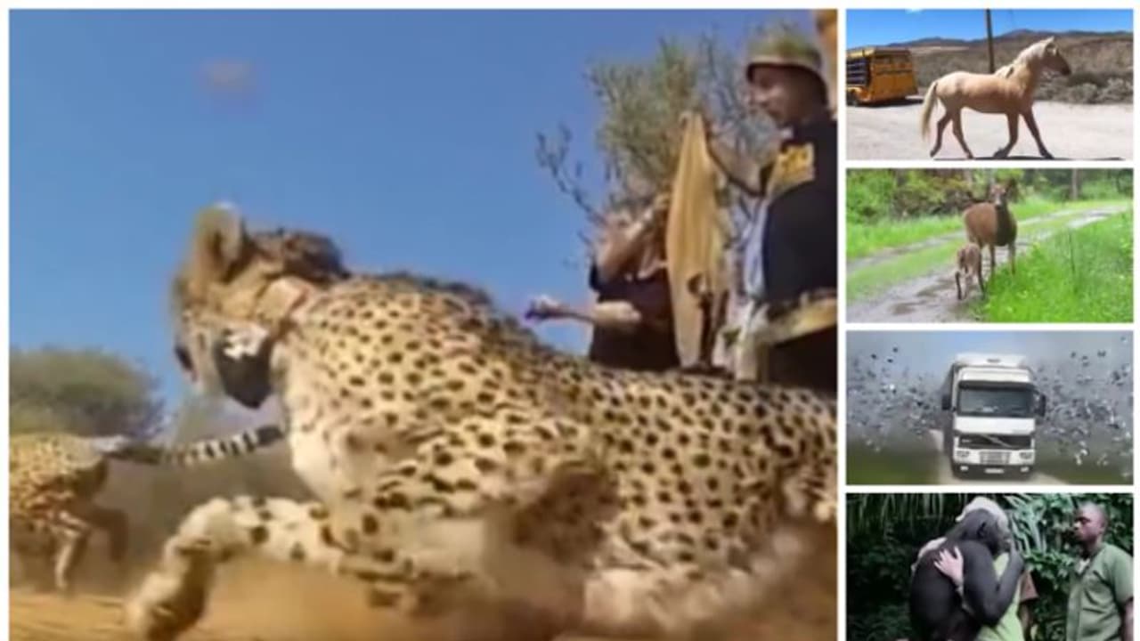 Viral Video: വെടിയുണ്ട പോലെ പായുന്ന മൃഗങ്ങള്; സാതന്ത്ര്യം എന്താണെന്നറിയാന് ഈ വീഡിയോ കാണൂ ! Viral Video: വെടിയുണ്ട പോലെ പായുന്ന മൃഗങ്ങള്; സാതന്ത്ര്യം എന്താണെന്നറിയാന് ഈ വീഡിയോ കാണൂ !